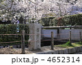 春の哲学の道