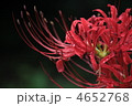 彼岸花