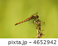 赤とんぼ秋茜　ミソハギの穂で一休み