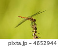 赤とんぼ秋茜　ミソハギの花の後で一休み
