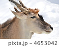 エランド