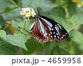 吸密するアサギマダラ