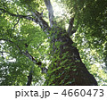 新緑のブナの木