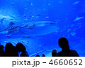 ジンベイザメ