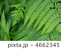 4662345