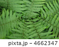 4662347