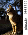猫 動物 野良猫