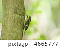 ツクツクボウシ