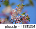 葉桜