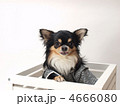 箱に入ったチワワ
