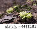 ふきのとう