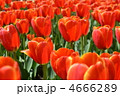 4666289