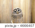 ふくろう