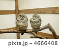 ふくろう