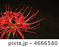 彼岸花