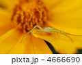 クモ