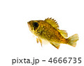 black rockfish, メバル
