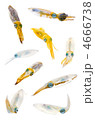 bigfin reef squid, アオリイカ