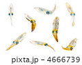 bigfin reef squid, アオリイカ