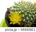サボテン（スルコレブチア）の花