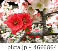赤いボケの花