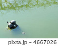 池のカメ