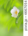 夏椿