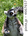 4667657
