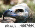 4667660