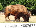 4667677
