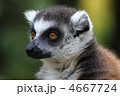 4667724