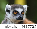 4667725