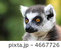 4667726