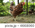 4668060