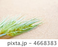 麦の穂