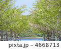 葉桜の並木