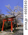 京都　竹中稲荷神社の鳥居と桜並木