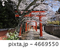 京都　竹中稲荷神社の鳥居と桜並木