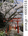京都　竹中稲荷神社の鳥居と桜並木