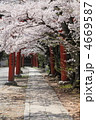 京都　竹中稲荷神社の鳥居と桜並木