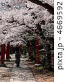 京都　竹中稲荷神社の鳥居と桜並木