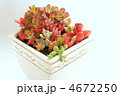 多肉植物の寄植え（エケベリア・火祭り・虹の玉・グリーンペット・黒法師・オーロラ・グリーンネックレス）