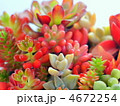 多肉植物の寄植え（エケベリア・火祭り・虹の玉・グリーンペット・黒法師・オーロラ・グリーンネックレス）