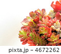 多肉植物の寄植え（エケベリア・火祭り・虹の玉・グリーンペット・黒法師・オーロラ・グリーンネックレス）