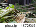 山で見つけた天然わさび