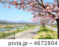 桜街道 桜街道