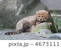 チーターの子供