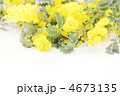 ミモザの花*　ナチュラル