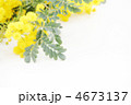 ミモザの花*　ナチュラル