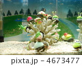 ヤドカリ